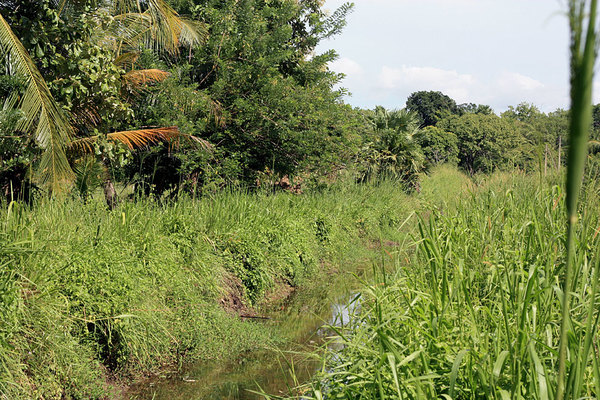 Канал, пересекающий автодорогу В502 у столба №3, является местом обитания барбуса двухточечного (Puntius bimaculatus). Шри-Ланка