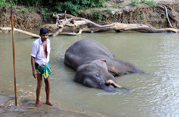Одна из рек, пересекающих автодорогу А11, используется местными жителями для мытья своих домашних животных - слонов.