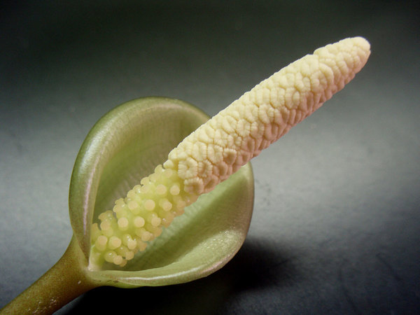 Inflorescence of Anubias heterophylla Engl. The spathe does not limit direct access to female flowers. Photo: D. Loginov.