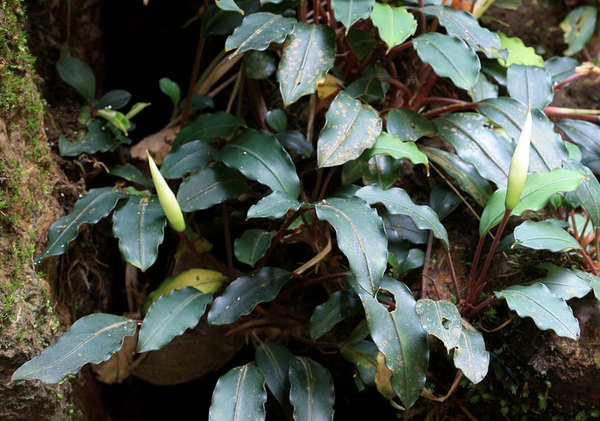 Буцефаландра Богнера (Bucephalandra bogneri) в природе. Нетрудно заметить, что многие листья растения поражены антракнозом неизвестной этимологии (коричневые пятна). Фото: Д. Логинов