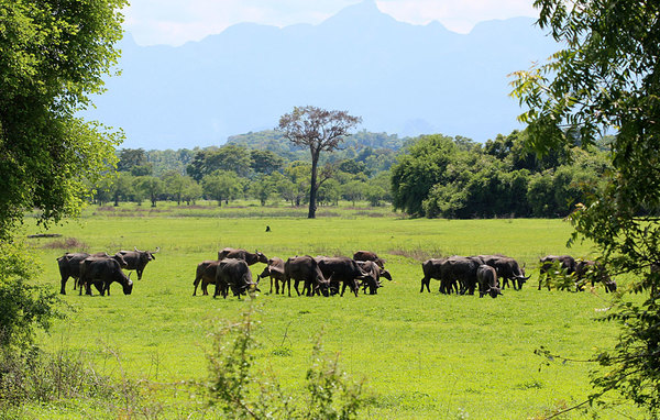 Индийские буйволы (Bubalus bubalis). Чистые линии диких этих животных в настоящее время крайне редки из-за скрещивания с домашними родственниками.
