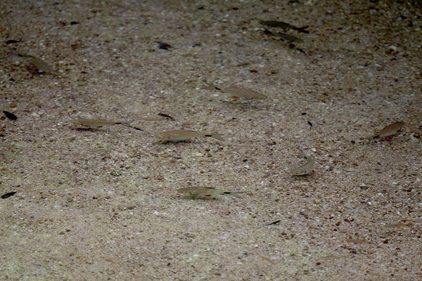 Сингальский барбус (Puntius sinhala). Взрослые экземпляры достигают размеров 10-15 см. Отличительной чертой является черное пятно на хвосте.