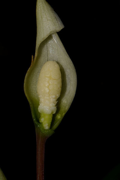 Соцветие буцефаландры нитевидной (Bucephalandra filiformis). Часть покрывала удалена искусственно. Мужские цветки на вершине початка имеют неопределенную структуру, похожую на кору головного мозга.