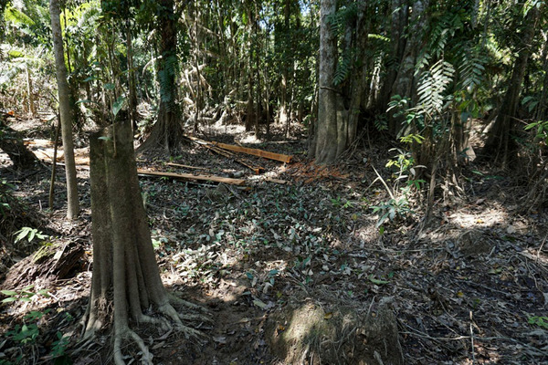 Биотоп криптокорины Вонгсо (Cryptocoryne wongsoi) - высохшее болото. Indonesia, Sumatera, Aceh, Nagan Raya Regency, SE of Meulaboh 
