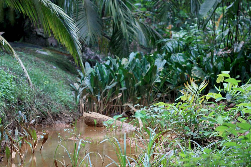 Ручей в малазийском штате Джохор (Johor) заросший аглаодорумом Гриффита (Aglaodorum griffithii).