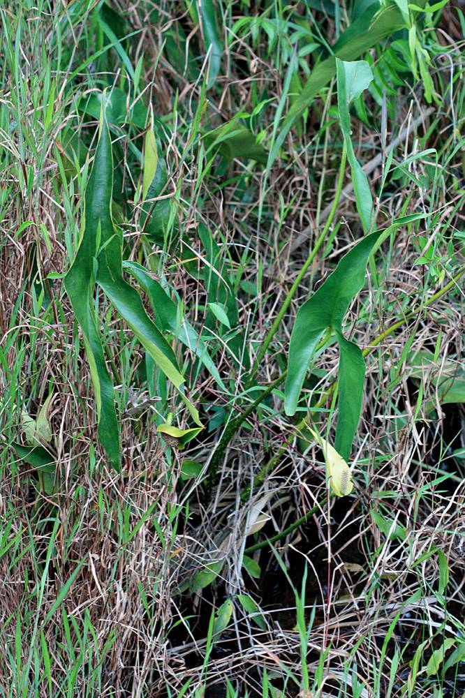 Циртосперма устрашающая (Cyrtosperma ferox). Околоводное растение семейства Ароидные (Araceae). Видовое название связано с острыми шипами на черешках листьев и цветоносах растения.