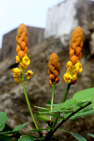 Сенна крылатая (Senna alata) - инвазивное растение. Используется в народной медицине в качестве фунгицида для лечения стригущего лишая.
