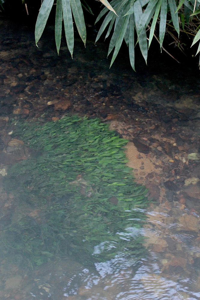 Криптокорина карликовая (Cryptocoryne pygmaea) в природе (300 м от Manlalic bridge