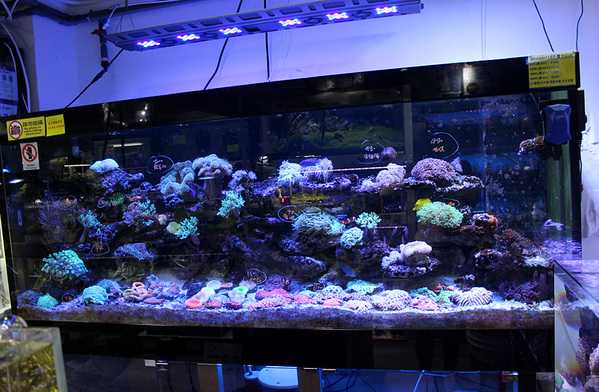 В морских банках дизайн практически отсутствует. Скорее это нагромождение огромного количества кораллов пестрящих своим многоцветием.