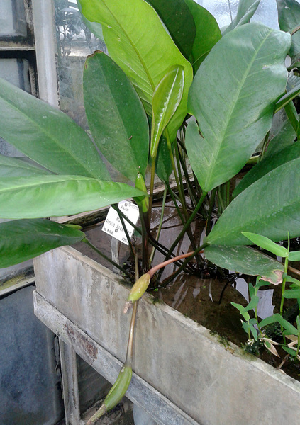 В классическом варианте анубиас Афцелиуса (Anubias afzelii) имеет узкие ланцетные листья. Тем не менее, вариацию с овальным листом также следует относить к этому же виду на основании строения соцветия.
