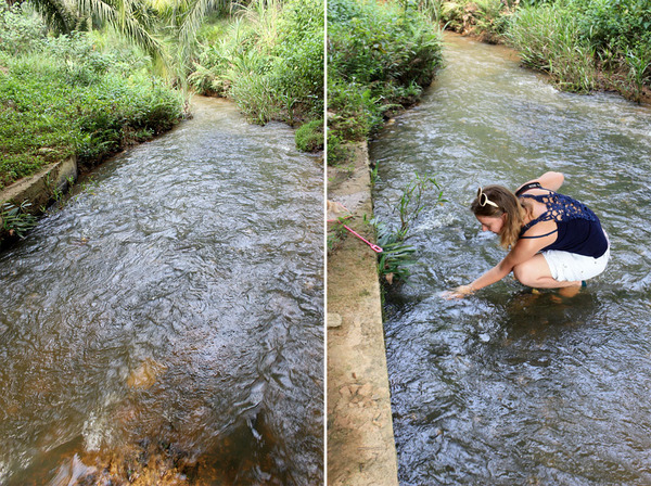 Река Sungai Tealng. Бетонное обрамление берегов связано с наличием в этом месте автомобильного моста над рекой. Криптокорина Нура (Cryptocoryne nurii var. raubensis) находится в полностью подводном состоянии. Течение сильное.
