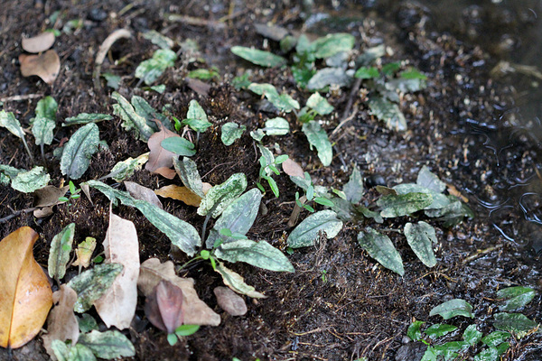 Криптокорина Вендта (Cryptocoryne wendtii) с белым крапом на листьях - результат обратимых пластидных мутаций под воздействием перегрева.