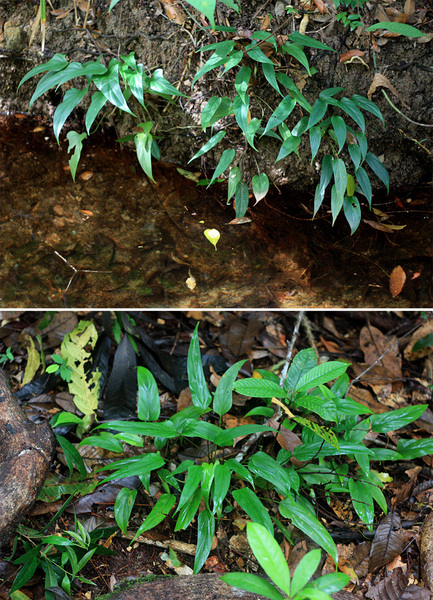 Хомаломена Пьера (Homalomena pierreana) - очень изящное растение. Формой листа и тонкими черешками оно мне напоминает анубиас грациозный (Anubias gracilis).
