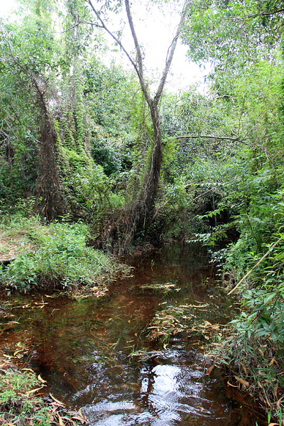 Лесной ручей за 200 м до выхода в Сиамский залив - еще одно место обитания барклайи длиннолистной (Barclaya longifolia).