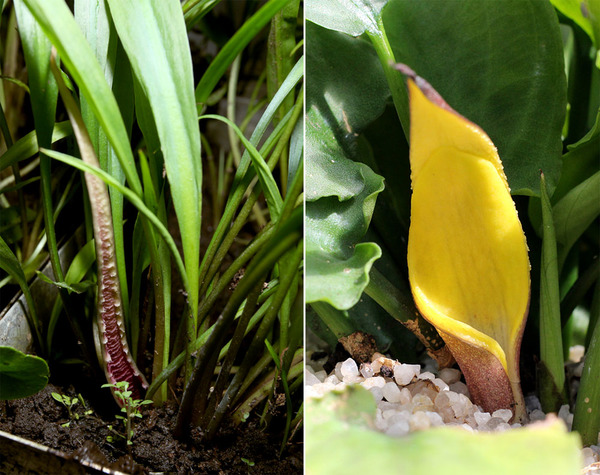 Соцветия криптокорины спиральной (Cryptocoryne spiralis) - слева, и криптокорины понтедериалистной (Cryptocoryne pontederiifolia) - справа. Обратите внимание, что в обоих случаях камера с цветками расположена ниже уровня грунта, виден лишь лимб покрывала.