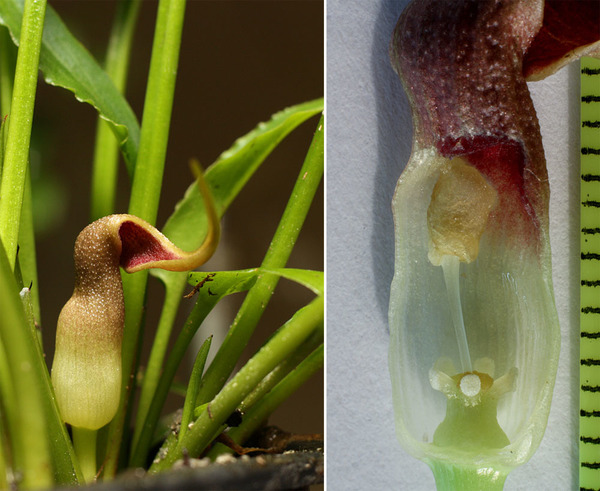 Строение соцветия криптокорины на примере криптокорины Идеи (Cryptocoryne ideii). Справа, на изображении с удаленной частью покрывала хорошо видны мужские цветки (сверху) и женские (снизу).