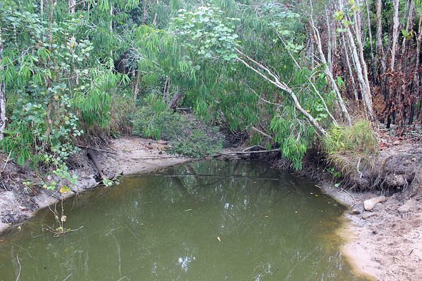 Третий водоем с Псевдомугил Гертрудами (Pseudomugil gertrudae) очень похож на первый - полупересохшая речка со стоячей водой. Единственное отличие - в более скудной водной растительности. Queensland, Australia.