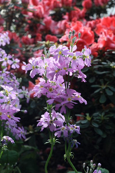 Первоцветы цветут в Берлине не только на улице, но и в оранжерее ботанического сада - Примула (Primula sp.).