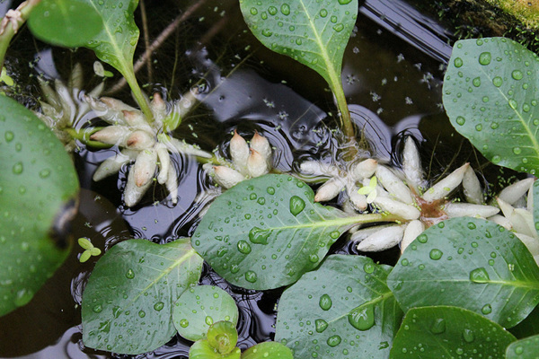 Еще одно необычное водоплавающее растение - Людвигия плавающая (Ludwigia helminthorrhiza) родом из Центральной и Южной Америки. Растение образует обширную систему воздушных корней.