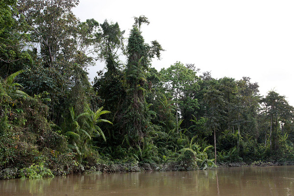Берега соседней реки Кинабатанган (Kinabatangan) в нижнем течении все еще хранят девственные тропические леса.