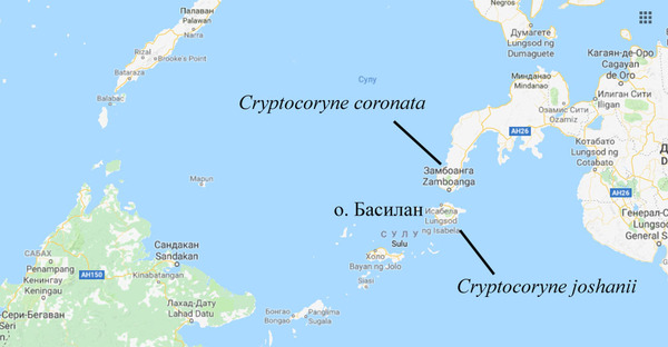 Карта обитания криптокорины Джошана (Cryptocoryne joshanii). Растение является эндемиком филиппинского острова Басилан.