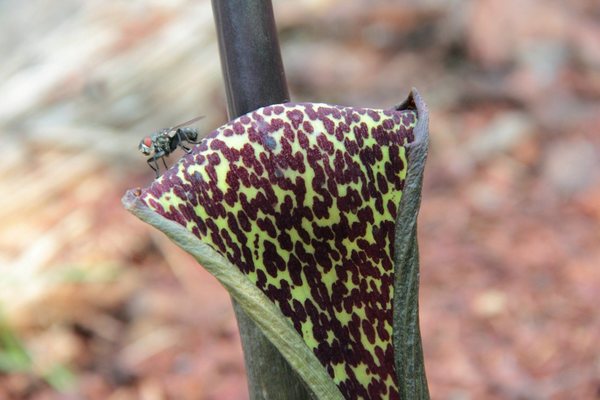 Одним из предыдущих названий Тифониума жилковатого (Typhonium venosum) является Sauromatum venosum. Растение опыляется мухами, которых привлекает неприятным запахом и яркой окраской своего соцветия.