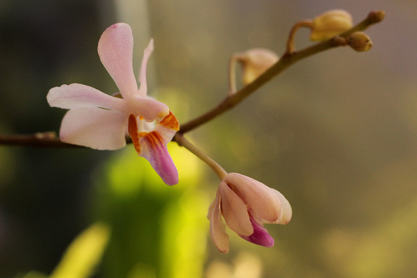Цветение фаленопсиса красивейшего (Phalaenopsis pulcherrima) в домашнем палюдариуме. Размеры каждого цветка не превышают 2-3 см. Тем не менее, эта орхидея является прародителем многих современных сортовых гибридных фаленопсисов. Фаленопсис красивейший обитает в Юго-Восточной Азии от Гималаев до Калимантана. 