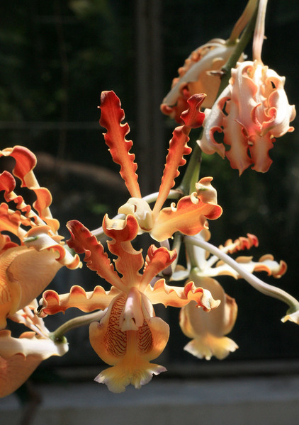 Шомбургкия (Schomburgkia sp.) опять возвращает нас в Латинскую Америку. Эта орхидея имеет очень длинный цветонос (более 1.5 метра длинной). Само растения располагалось на грунте, а цветок - выше человеческого роста.