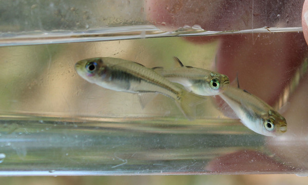 Самки Псевдомугил сигнифер (Pseudomugil signifer) имеют значительно более скромную окраску по сравнению с самцами.