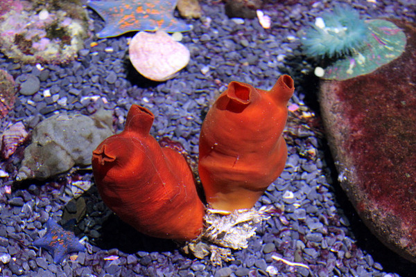 Ярко-красные асцидии (Halocynthia aurantium) и гребешковые патирии (Patiria pectinifera) широкораспространены в водах Японского моря.  Асцидии фильтруют воду, засасывая  ее через одно отверстие и выпуская через другое.