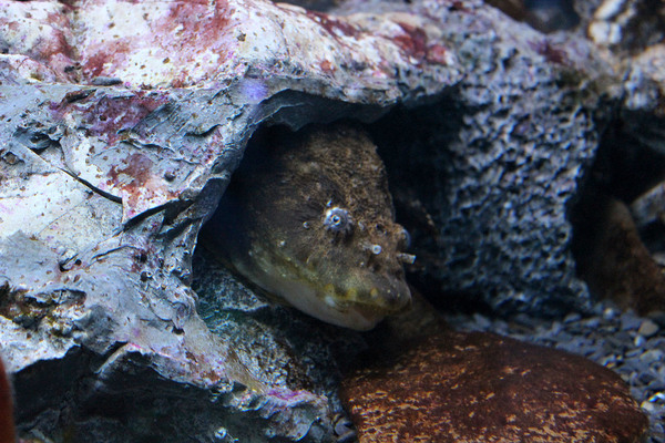 Липарис Агассица (Liparis agassizii) - придонная рыба, обитающая в водах Охотского моря. Иногда ее называют морским слизнем.
