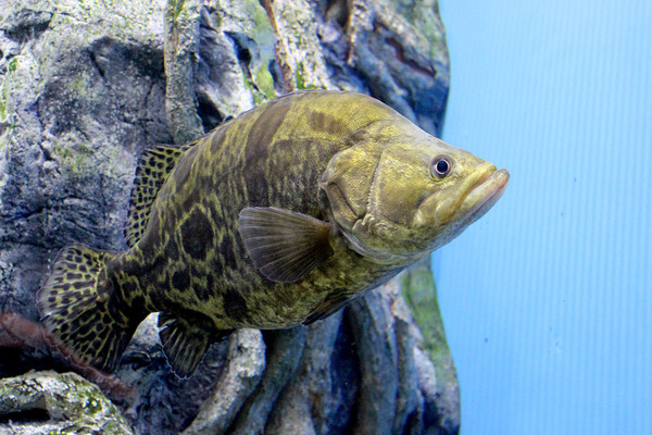 Окунь-ауха или китайский окунь (Siniperca chuatsi). Еще один обитатель бассейна Амура, также встречается в озере Ханка. Является объектом спортивного рыболовства.