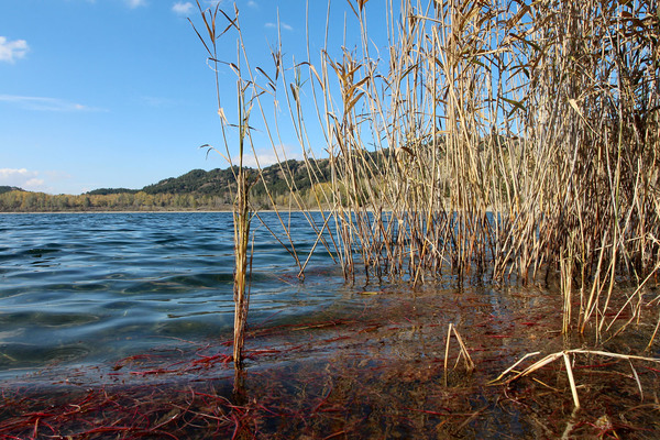 В основном берега озера Гелькук (Golckuk lake) лишены береговой растительности, что затрудняет поиск рыбы. Лишь в паре мест растет тростник, где нам удалось выследить и поймать обыкновенных гамбузий (Gambusia affinis).