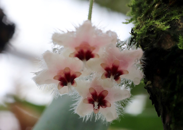 Хойя хвостатая (Hoya caudata) отличается ярко выраженными волосками по краям лепестков, которые напоминают ресницы. 