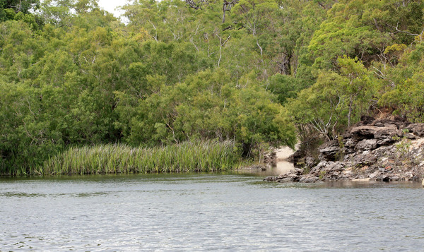 Река Джардин (Jardine River) - крупная водная артерия на севере австралиского полуострова Кейп-Йорк. Река остается полноводной даже в сухой сезон и является кладовой огромного количества эндемичной водной флоры и ихтиофауны. В частности, в ноябре 2018 года в этой реке нам удалось поймать кратероцефалусов (или твердоголовок) Craterocephalus stercusmuscarum.