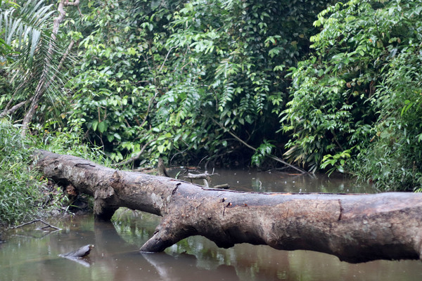 Небольшая речка, пересекающая трассу Pekanbaru - Jambi, оказалась местом обитания интересной криптокорины (Cryptocoryne sp.) с сюрпризом. Местные считают растение криптокориной забавной (Cryptocoryne scurrilis). Однако к этой точке зрения есть много вопросов и претензий.