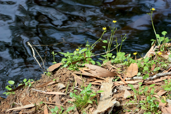 Вилларсия возвышенная (Villarsia exaltata) - живое золото реки Ханна. Растение является эндемиком Восточной Австралии и принадлежит к семейству Вахтовые (Menyanthaceae). Аквариумистам это семейство хорошо знакомо по нимфоидесам, которые иногда содержат в аквариумах. 