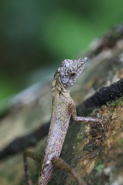 Маленькие безухие агамы (Aphaniotis acutirostris) очень изящны на своих тоненьких лапках. Несмотря на свою беззащитность, животные совершенно непугливы. Sabang, Indonesia.