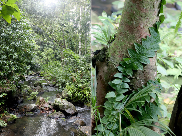 Традиционно для тропических лесов Юго-Восточной Азии, деревья по берегам ручья оплетены различными лианами. В основном, это рафидофоры. В данном случае, на стволе дерева запечатлены молодые побеги Рафидофоры Кортхалса (Rhaphidophora korthalsii). Внешний облик рафидофор очень сильно различается в зависимости от возраста растения.
