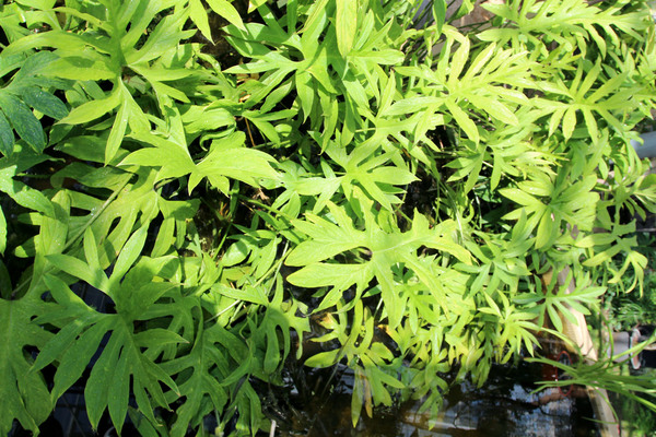 Обычная форма лазии колючей (Lasia spinosa). Растение образует крупные листья и, чтобы они не затеняли друг друга, листья имеют рассеченную форму.