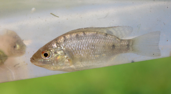 Малек тиляпии мозамбикской (Oreochromis mossambicus). Он еще не приобрел взрослого окраса, но легко узнаваем по форме спинного плавника. Seychelles, Mahe Island.