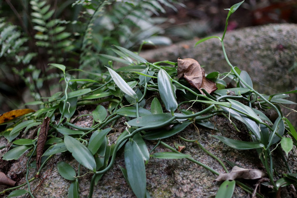 Ваниль фаленопсисная (Vanilla phalaenopsis) в естественной природе. Растение без соцветий легко спутать с рафидофорами - обитателями лесов Юго-Восточной Азии.