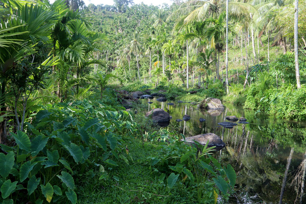 Ихтиологи насчитывают на индонезиском острове Вех (Weh Island) всего четыре реки. На фотографии одна из них. Скорее это небольшие ручьи спускающиеся с гор. В целом остров достаточно плотно населен. На переднем плане можно видеть, высаженную человеком, Колоказию съедобную (Colocasia esculenta).