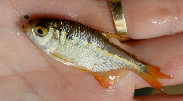 Астианакс двухточечный (Astyanax bimaculatus) - яркая харациновая рыбка. Ее наряд на солнце сверкает ярче золота. Embalse La Asuncion, Margarita Island.