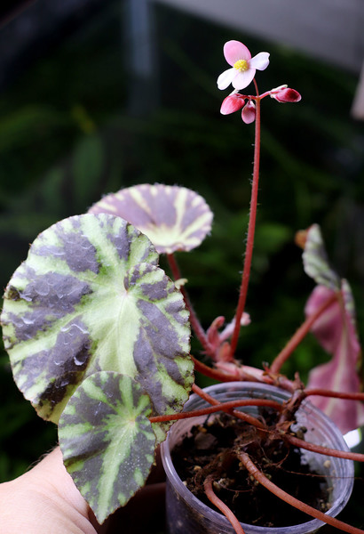 Бегония Клеопатры (Begonia cleopatrae) выращенная на домашнем подоконнике. Растение устойчиво к сухому воздуху, не привередливо к поливу и обладает сравнительно небольшими размерами при яркой зелено-черной окраске листьев. Эндемик филиппинского острова Палаван.