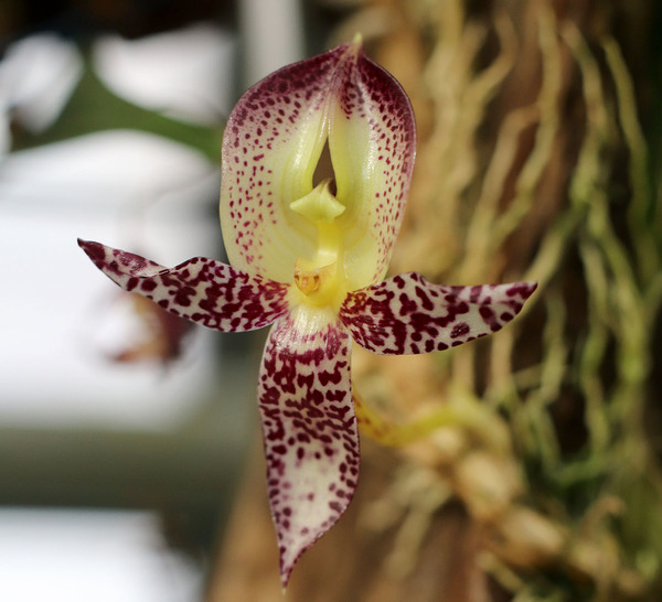 Бульбофиллум крупноцветный (Bulbophyllum macranthum): цветение. Уверен, что смотреть вечно можно не только на огонь, воду и чужой труд, но и на фантастические по красоте соцветия бульбофиллумов!