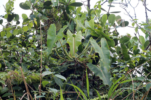 Филодендрон стрелолистный (Philodendron sagittifolium). Крупная лиана. Широко распространен в странах Карибского региона, а также Колумбии и Венесуэле.