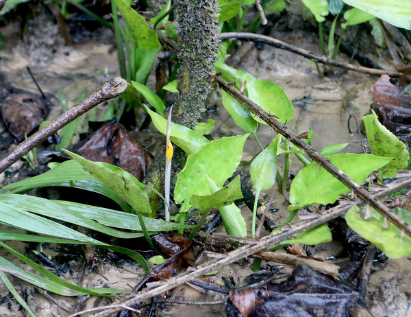 Цветущая криптокорина Вонгсо (Cryptocoryne wongsoi) в природе. Основным отличием этого растения от хорошо известной аквариумистам криптокорины понтедериелистной (Cryptocoryne pontederiifolia) заключается в удлиненной трубке соцветия.