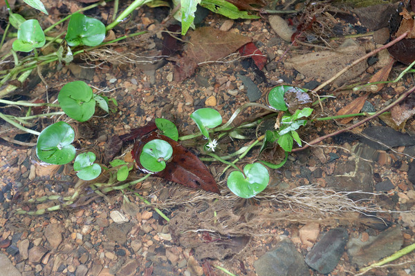 Гетерантера почковидная (Heteranthera reniformis) - водное растение, широко распространено по берегам рек Центральной и Южной Америки. Издалека внешне напоминает листики гидрокотилы. Принадлежит к семейству Понтедериевые (Pontederiaceae), о чем свидетельствует характерное строение соцветия.