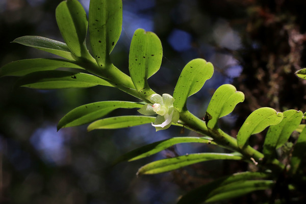 Цветущий экземпляр дихеи злаковой (Dichaea graminoides). National Park Cerro Copey, Margarita Island, Venezuela.
